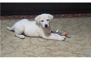 Amelia - Labrador Retriever for sale