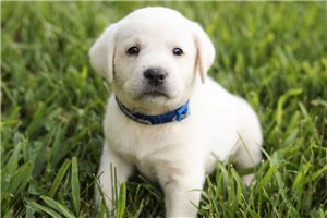 Selena - Labrador Retriever for sale