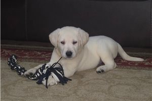 Nathan - puppy for sale