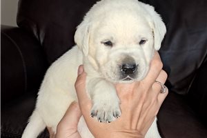 Sheldon - puppy for sale