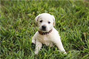 Sheldon - Labrador Retriever for sale