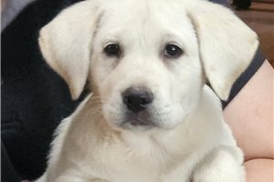 Willa - Labrador Retriever for sale