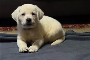 Simone - puppy for sale