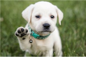 Sharon - Labrador Retriever for sale