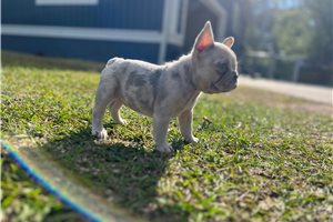 Candace - French Bulldog for sale