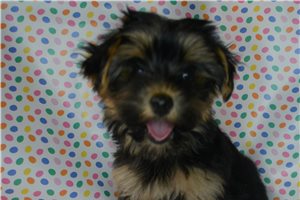 Bianca - Yorkshire Terrier - Yorkie for sale