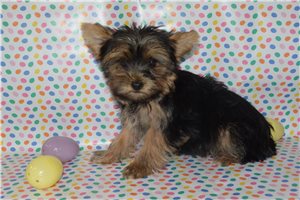 Brooke - Yorkshire Terrier - Yorkie for sale
