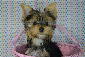 Beatrice - Yorkshire Terrier - Yorkie for sale