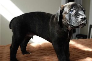 Beowulf - Cane Corso Mastiff for sale