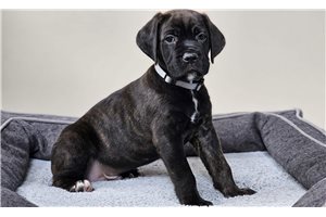Beowulf - puppy for sale