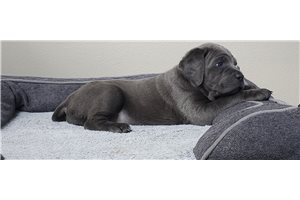 Edda - puppy for sale