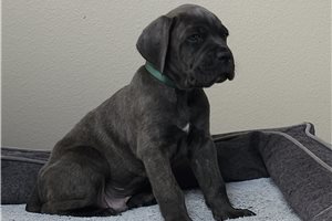 Asgard - puppy for sale