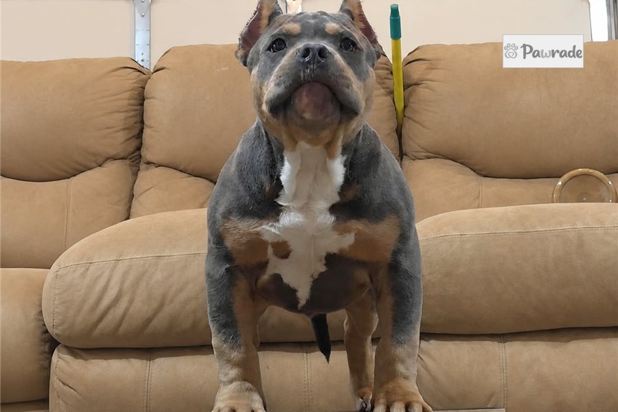 Nick - American Bully for sale