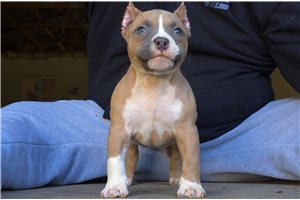 Lucia - puppy for sale