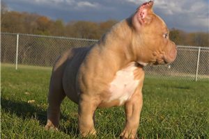 Mason - puppy for sale