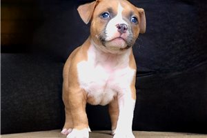 Liam - puppy for sale