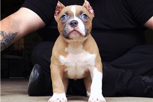 Loki - puppy for sale