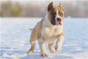Clark - American Bully for sale