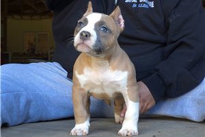 Leslie - puppy for sale