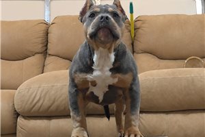 Nick - American Bully for sale