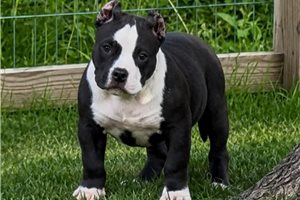 Nala - American Bully for sale