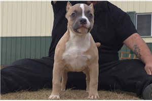 Gozen - American Bully for sale