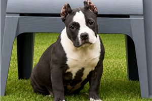 Nala - American Bully for sale