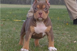 Marissa - American Bully for sale