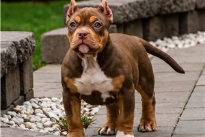 Marissa - American Bully for sale