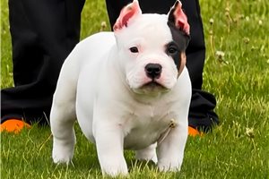 Kane - American Bully for sale