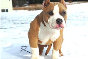 Lamar - American Bully for sale