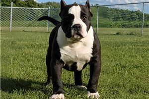 Nala - American Bully for sale