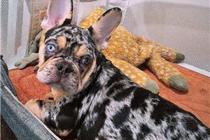 Gage - French Bulldog for sale