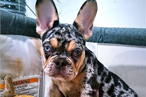 Gage - French Bulldog for sale