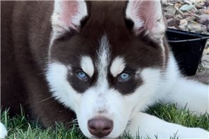 Fenton - Siberian Husky for sale