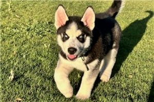 Fargo - puppy for sale