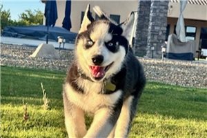 Fargo - Siberian Husky for sale