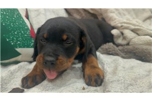 Shadow - Rottweiler for sale