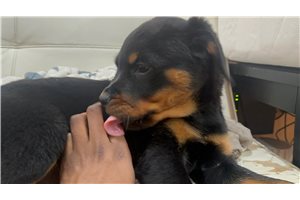 Ice - Rottweiler for sale