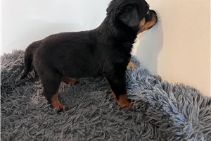 Rex - Rottweiler for sale