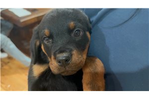 Storm - Rottweiler for sale