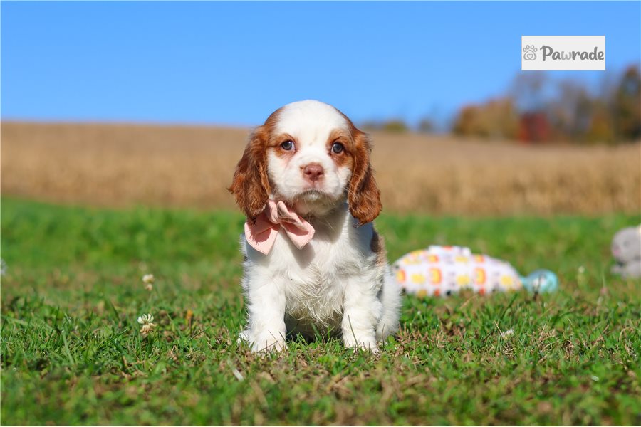Terra, female Cavalier King Charles Spaniel puppy for sale