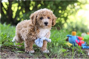 Ashby - Bich-Poo - Bichpoo for sale