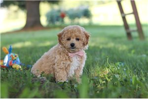 Atlas - Bich-Poo - Bichpoo for sale