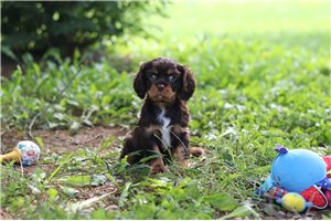Bogart - puppy for sale