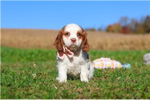 Terra - Cavalier King Charles Spaniel for sale