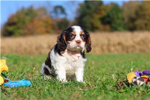 Tenley - Cavalier King Charles Spaniel for sale