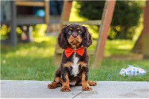 Bogart - Cavalier King Charles Spaniel for sale