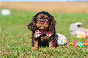Tater - puppy for sale