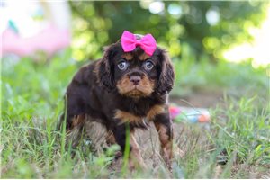 Buttons - Cavalier King Charles Spaniel for sale